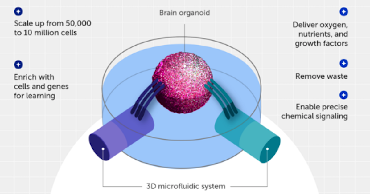 Brain Organoid Supercomputer Scientists Are Building Organoid Intelligence Biocomputers Using Brains Grown In A Lab To Rival Artificial Intelligence