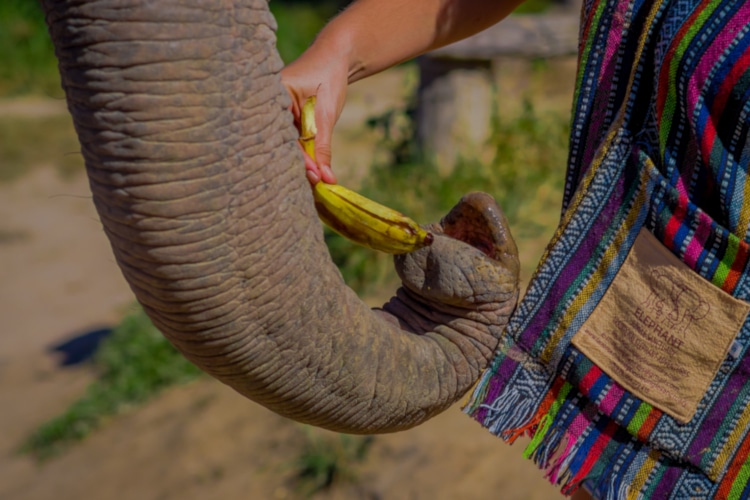 Person feeding a banana to an elephant