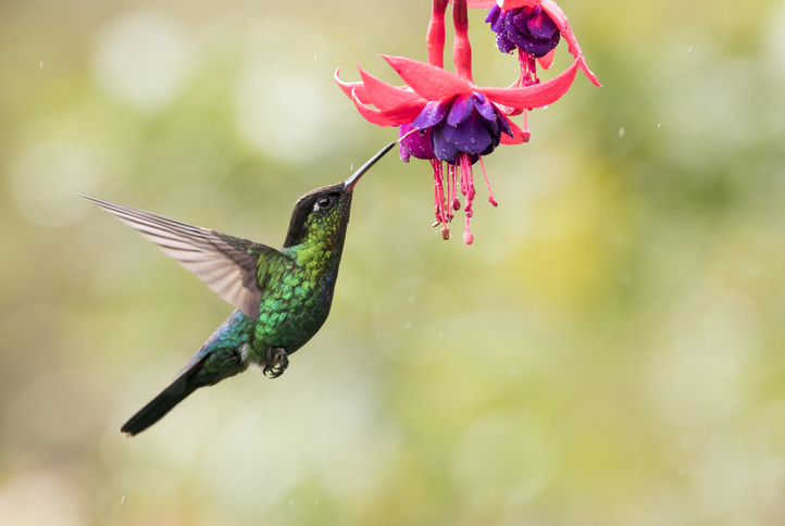 iStock 1298838747 Discover The Hybrid Hummingbird Whose Feathers Are A Genetic Puzzle